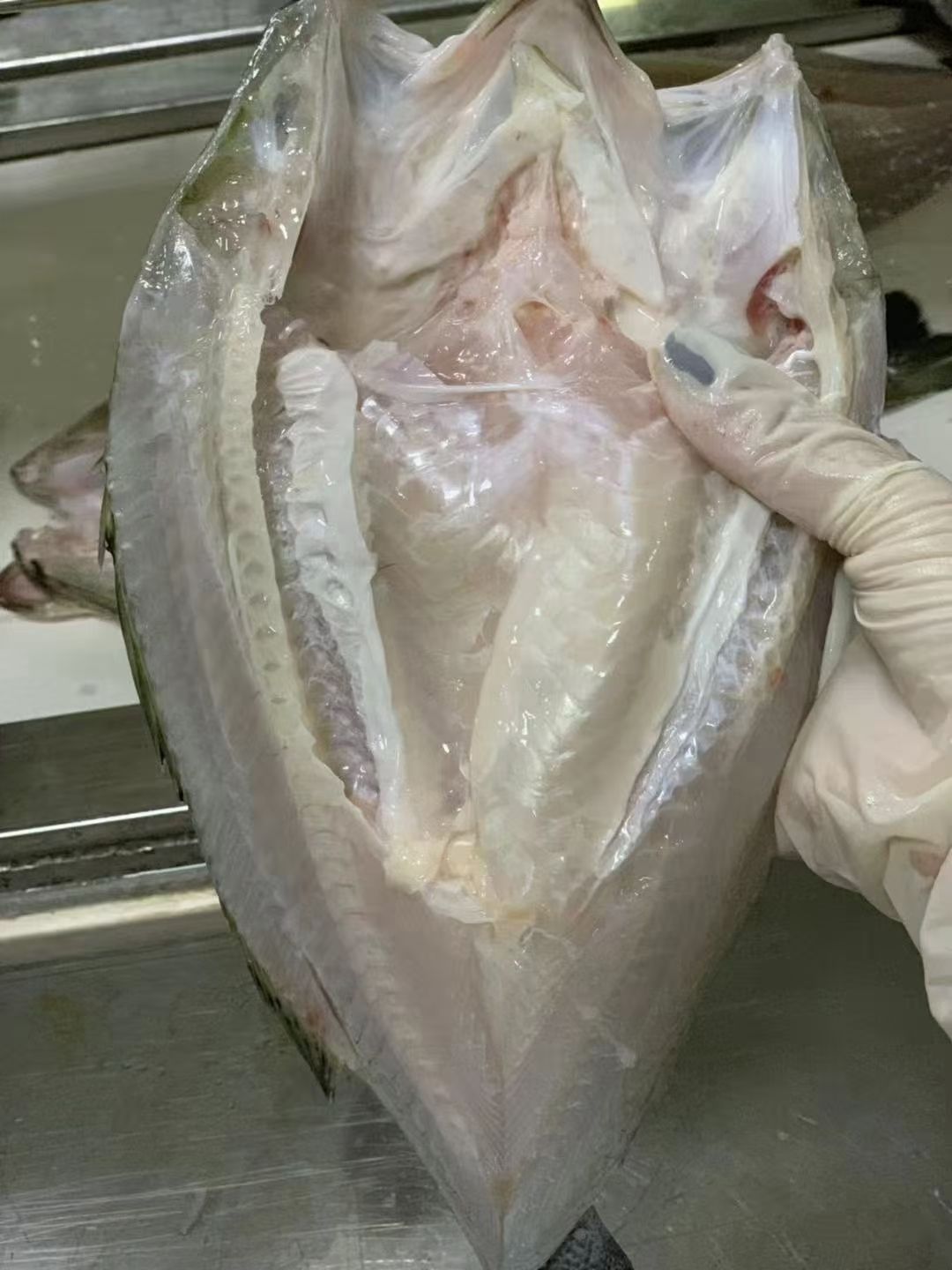 苏丹鱼   美味佳肴