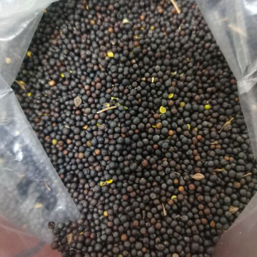 二连浩特俄罗斯高含油油菜籽