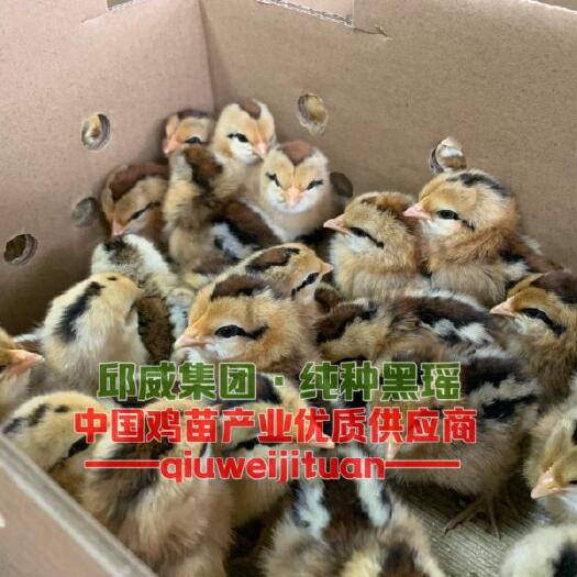 贵阳黑瑶鸡苗 黑瑶鸡 包苗包邮包路损