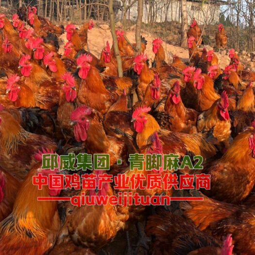 贵阳青脚麻鸡苗 快大青脚麻鸡 包苗包邮包路损