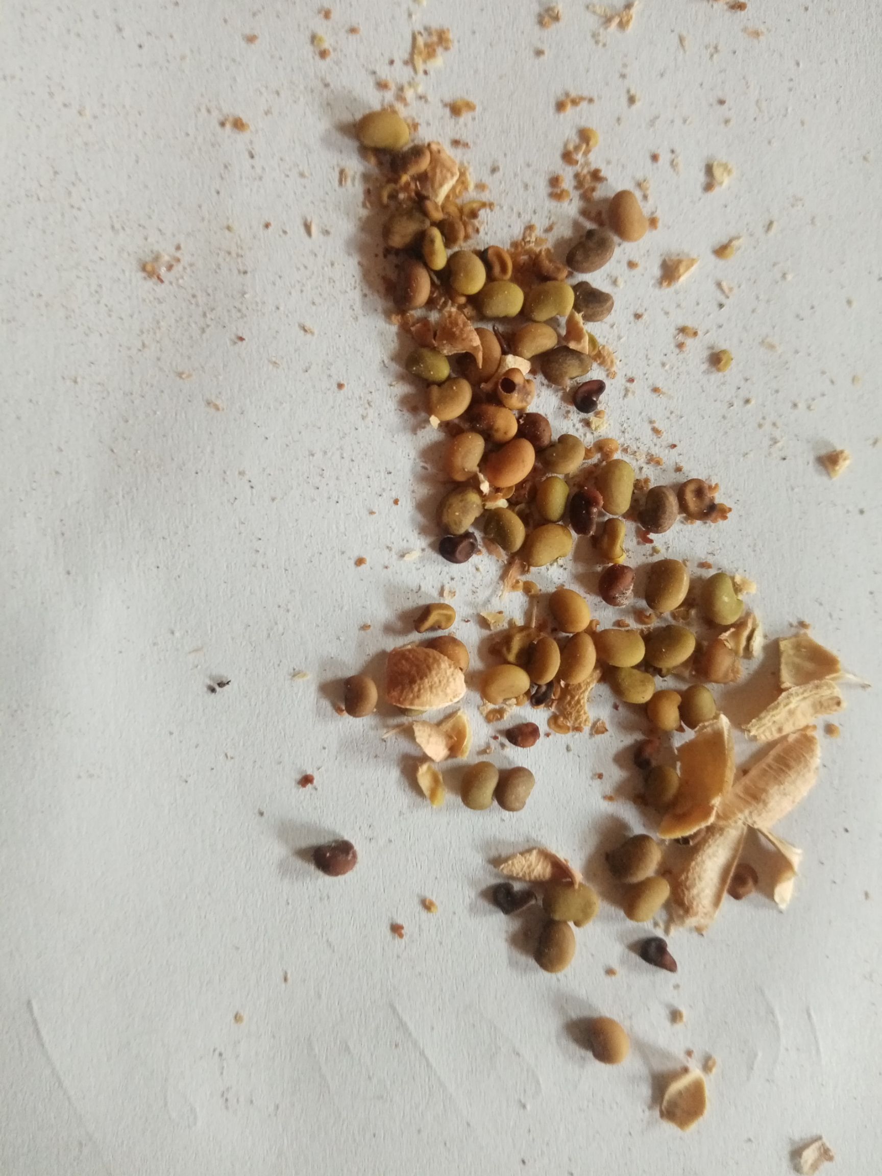 防风治沙
  铃铛刺种子<防风沙>