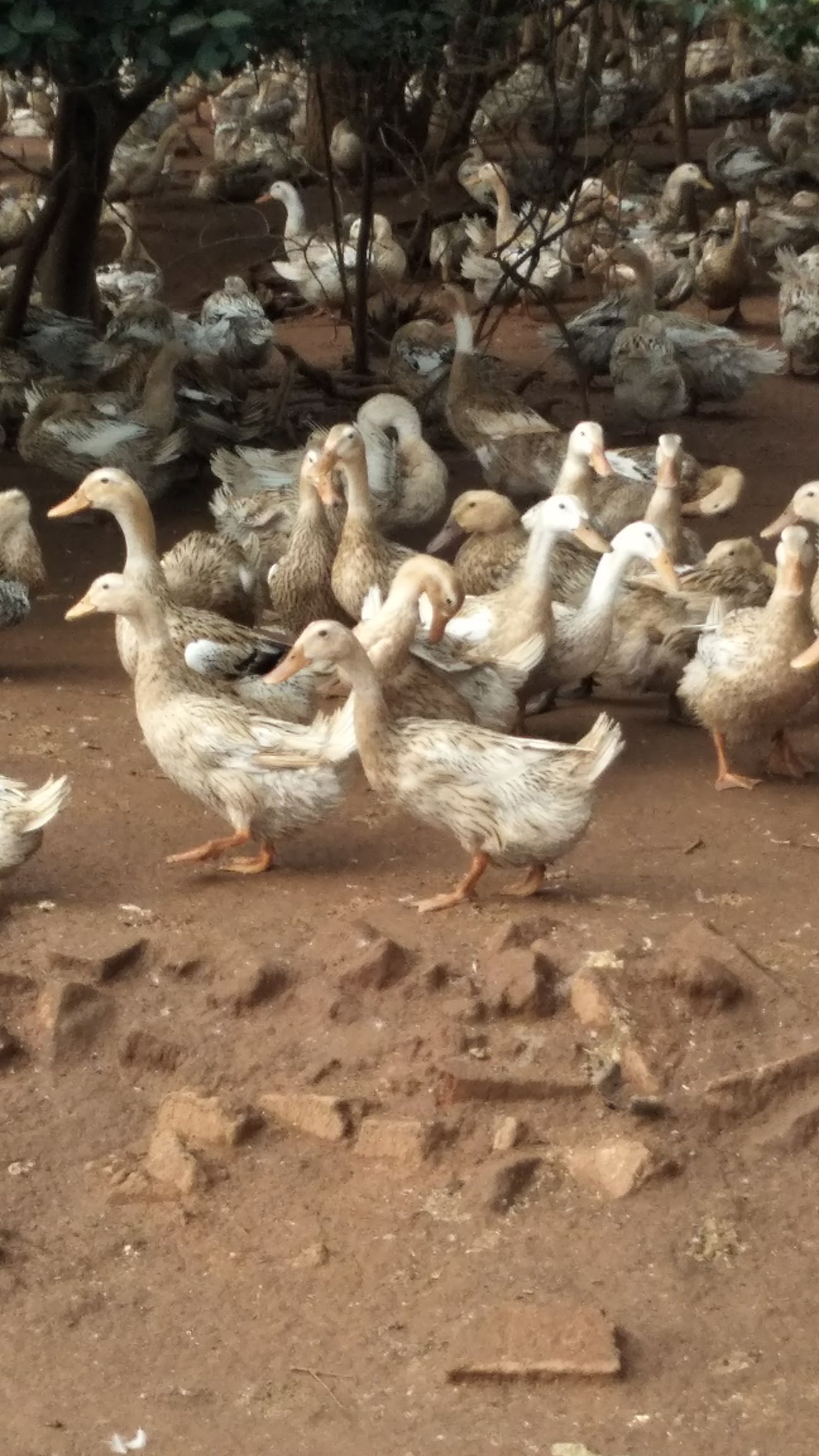 高安市淘汰鸭  500多天均重3.3斤左右淘汰蛋鸭
