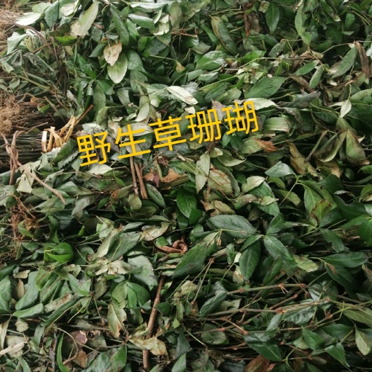 仁化县草珊瑚  韶关产地（肿节风），一手货源，寻找长期合作商。
