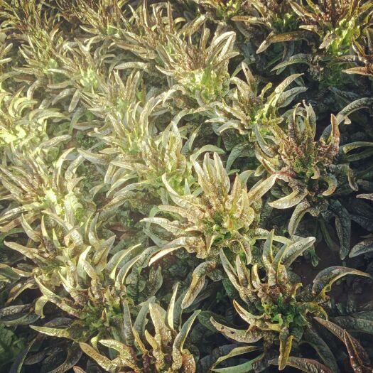 北京红叶香莴苣 大量出售红叶莴笋，一等货