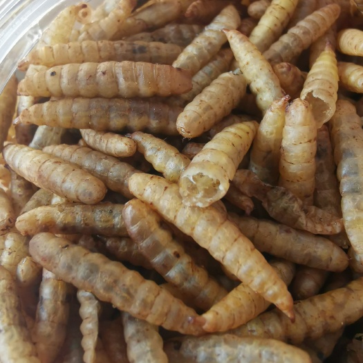 崇州市黑水虻微波虫干虫粉常年厂价批发零售