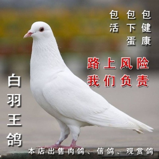 尉氏县白羽王鸽 白羽种鸽五百对回家包下蛋包繁殖正是繁殖高峰期