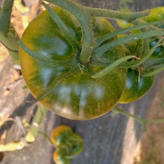 大连盐碱地西红柿  碱地柿子，铁皮柿子，草莓柿子
