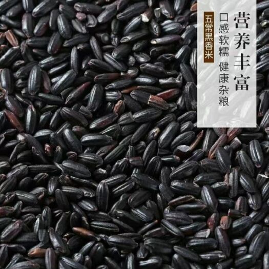 尚志市黑珍珠稻 晚稻 