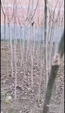 宝鸡薄壳香核桃苗 四年生核桃苗几万棵，寻找有缘人
