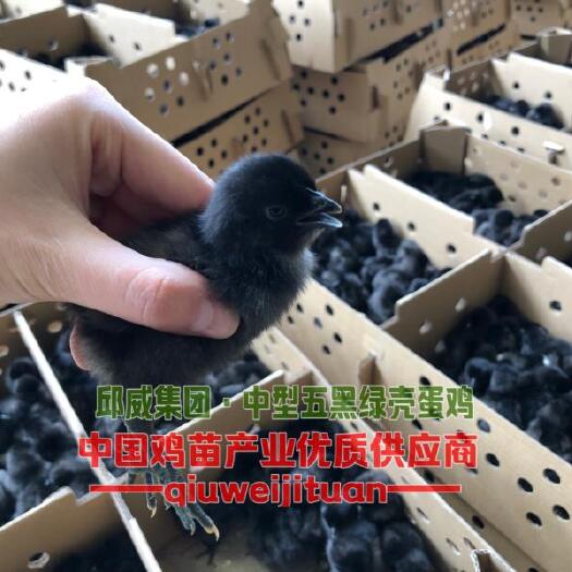 贵阳五黑一绿鸡苗  中型五黑绿壳蛋鸡