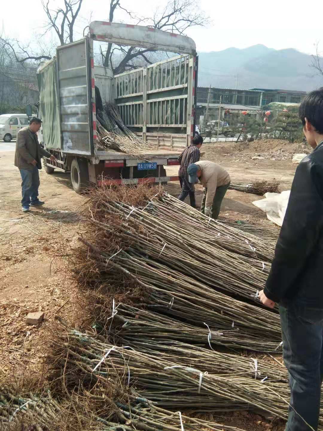 板栗树苗  板栗苗 泰山板栗苗  板栗