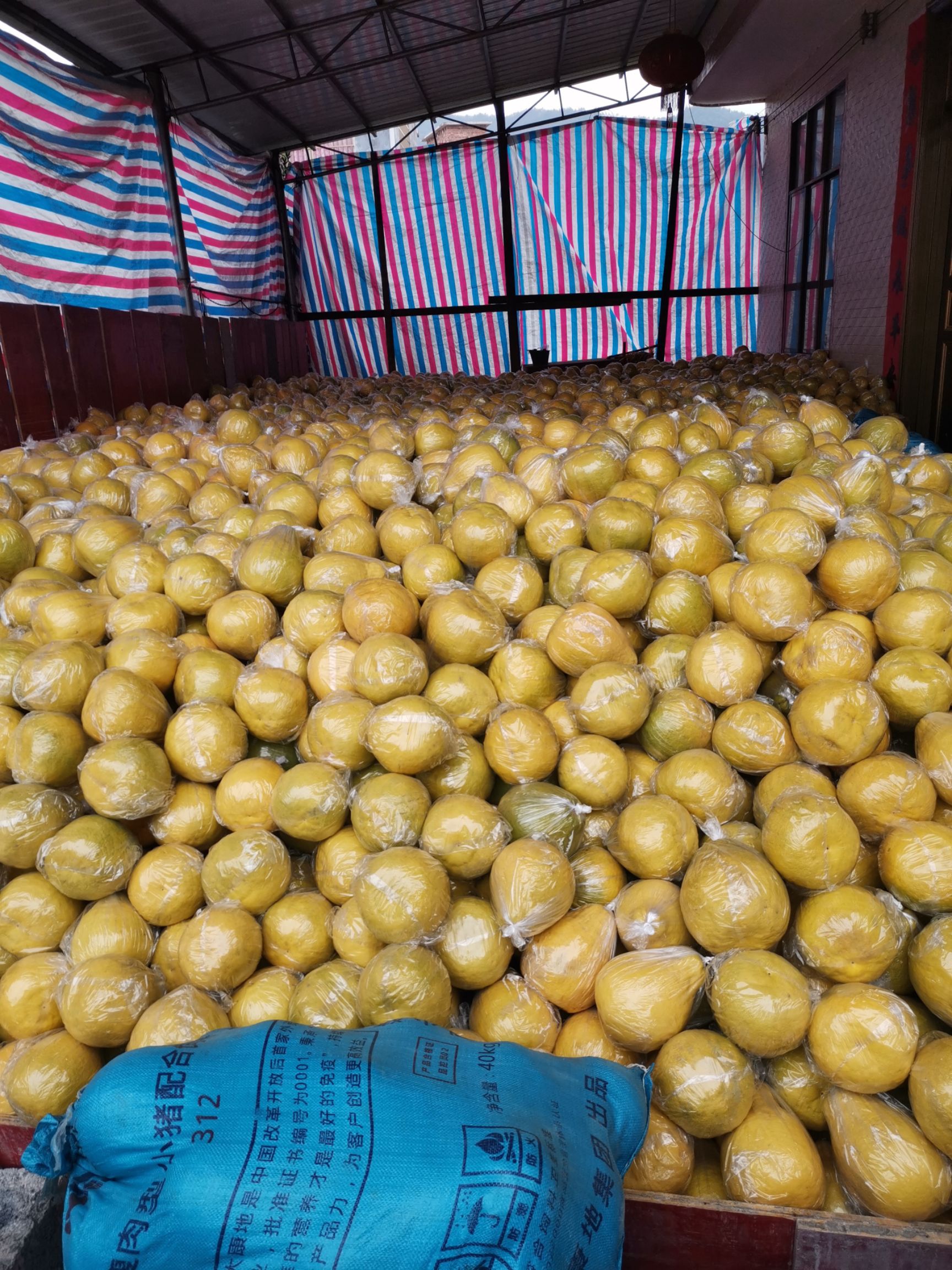 沙田柚大量有货