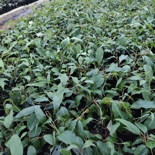 会同县适合南方种植的软枣猕猴桃 软枣苗 湖南软枣猕猴桃苗