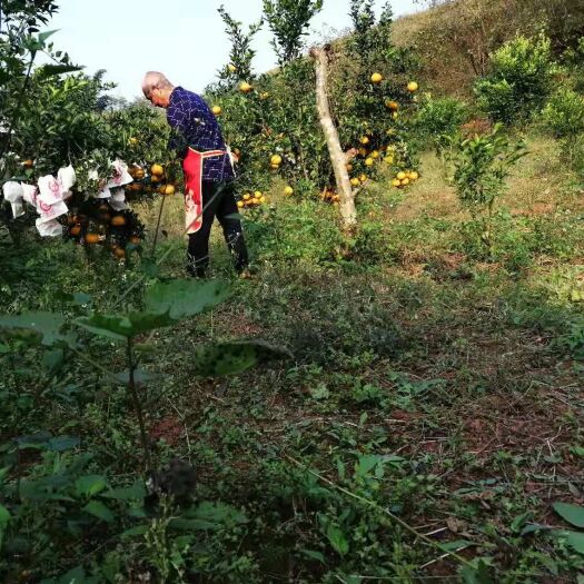 荣县四川春见，又名耙耙柑。