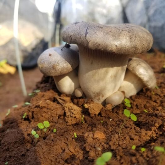 嵩明县 人工虎掌菌