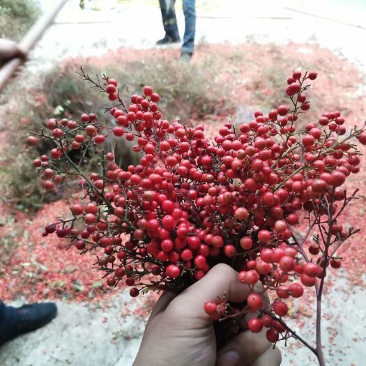 常州 南天竹种子大量供应，芽率高，成熟饱满