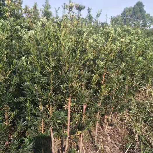 郯城县 罗汉松树苗罗汉松小苗珍珠盆栽金钻雀舌米叶印度红芽罗汉松苗包邮