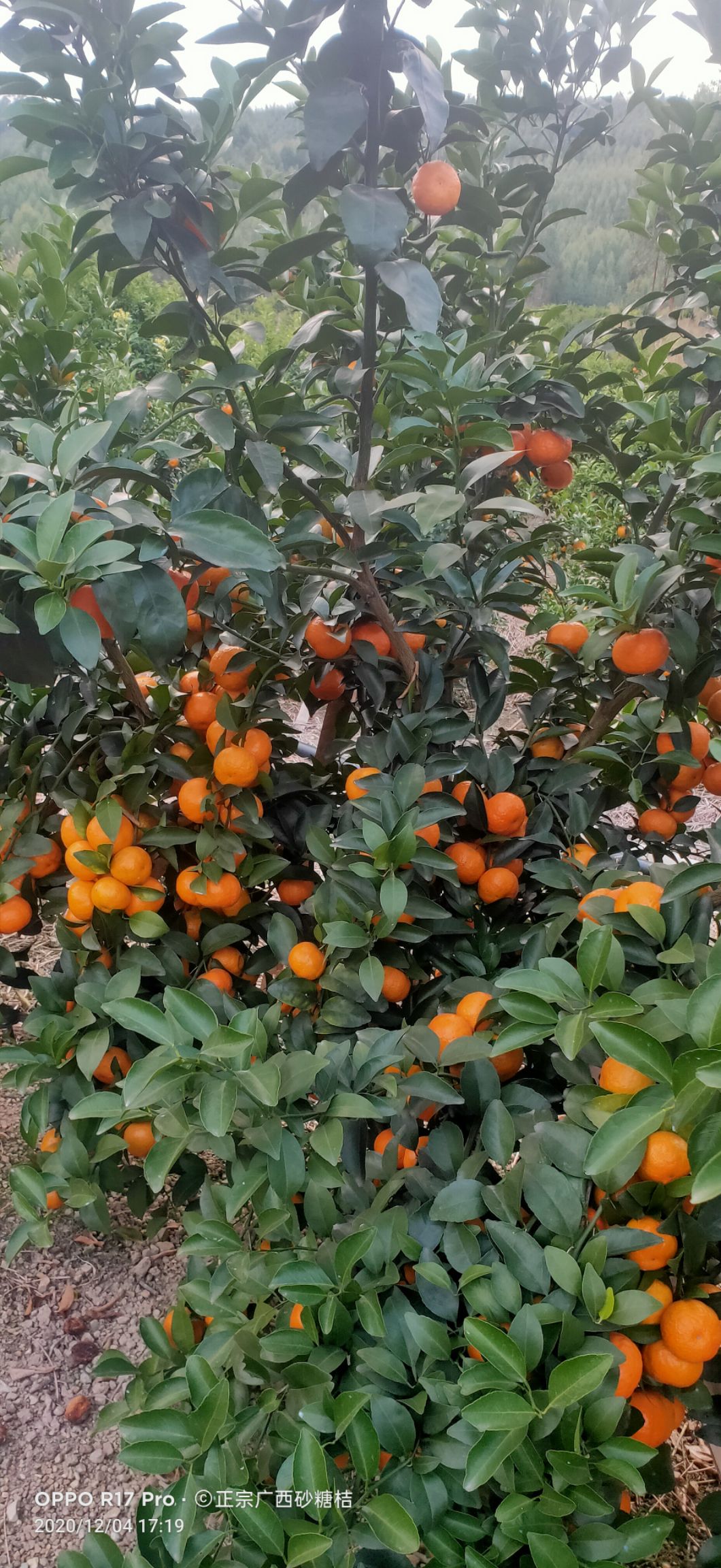 沙糖桔  广西武宣砂糖桔大量上市了