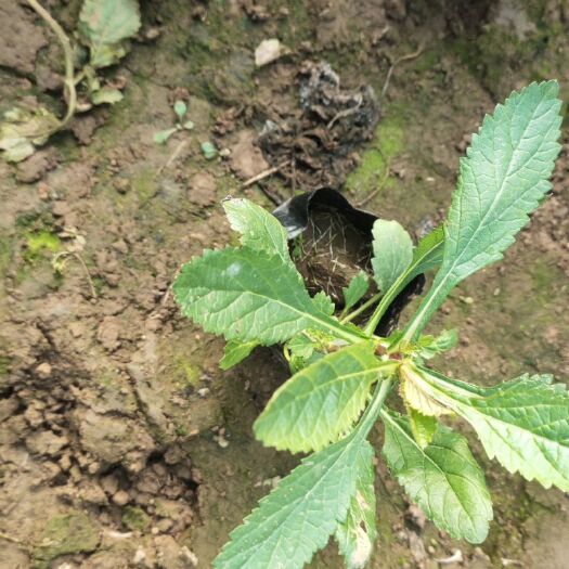 青州市马鞭草种子 马鞭草，花海