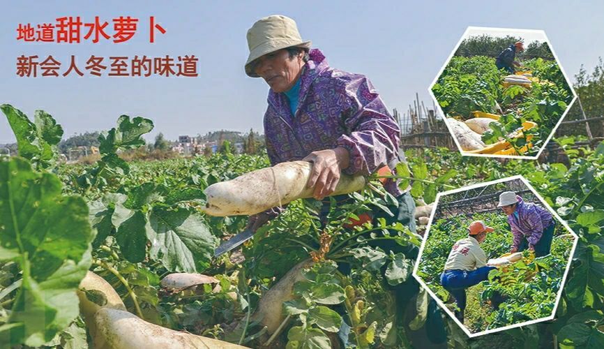 江门白萝卜  崖门甜水萝卜 表皮光滑、肉质雪白、嫩滑清甜 爽口无