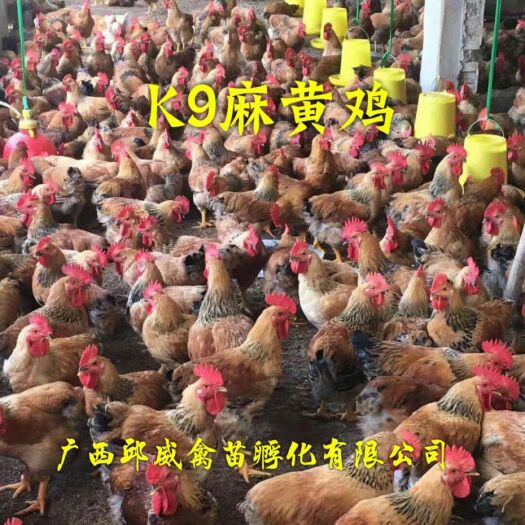 贵阳K9麻黄鸡苗 K9麻黄鸡 包苗包邮包路损