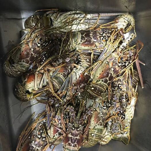 福州 小蜜蜂龙虾尾 整头 都有货