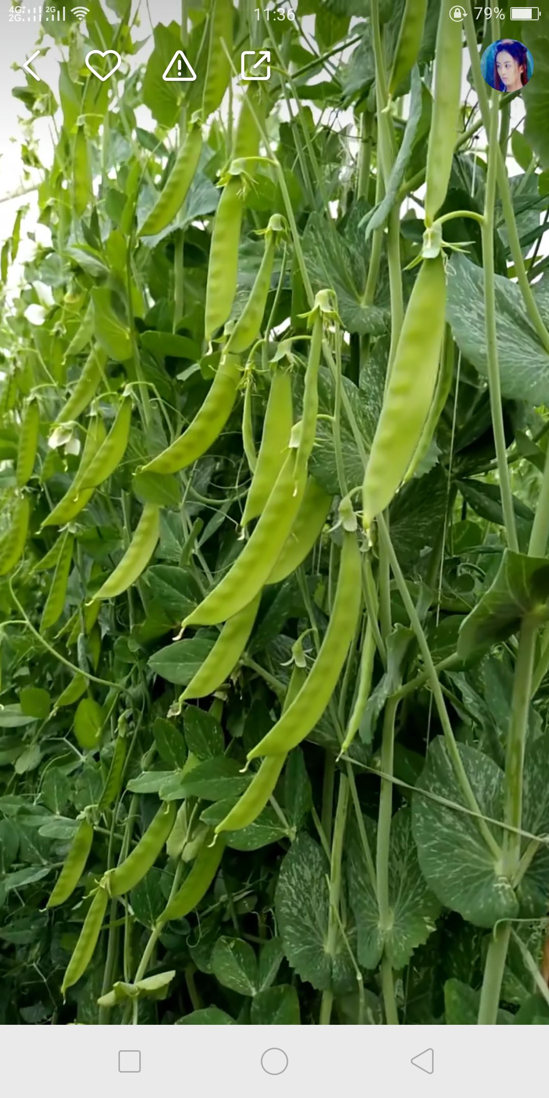 白花豆荷兰豆种子  乐美608白花荷兰豆，荚型平直美观，