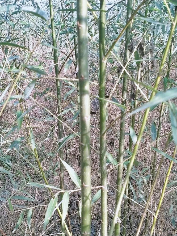 速生柳  清地出售2_4公分美国速生竹柳达轩农林基地直供
