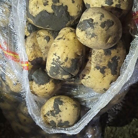 牙克石市 黄心土豆，白心土豆应有尽有，各类品种5000吨以上