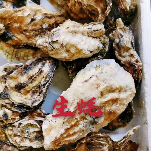 东港市虾夷扇贝 各类海鲜贝类批发