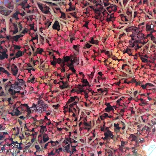 昌宁县吴茱萸 