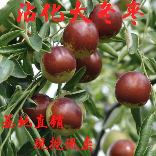 平邑县沾化冬枣苗  沾化大冬枣 嫁接沾化冬枣 南北方均可种植 现挖现卖