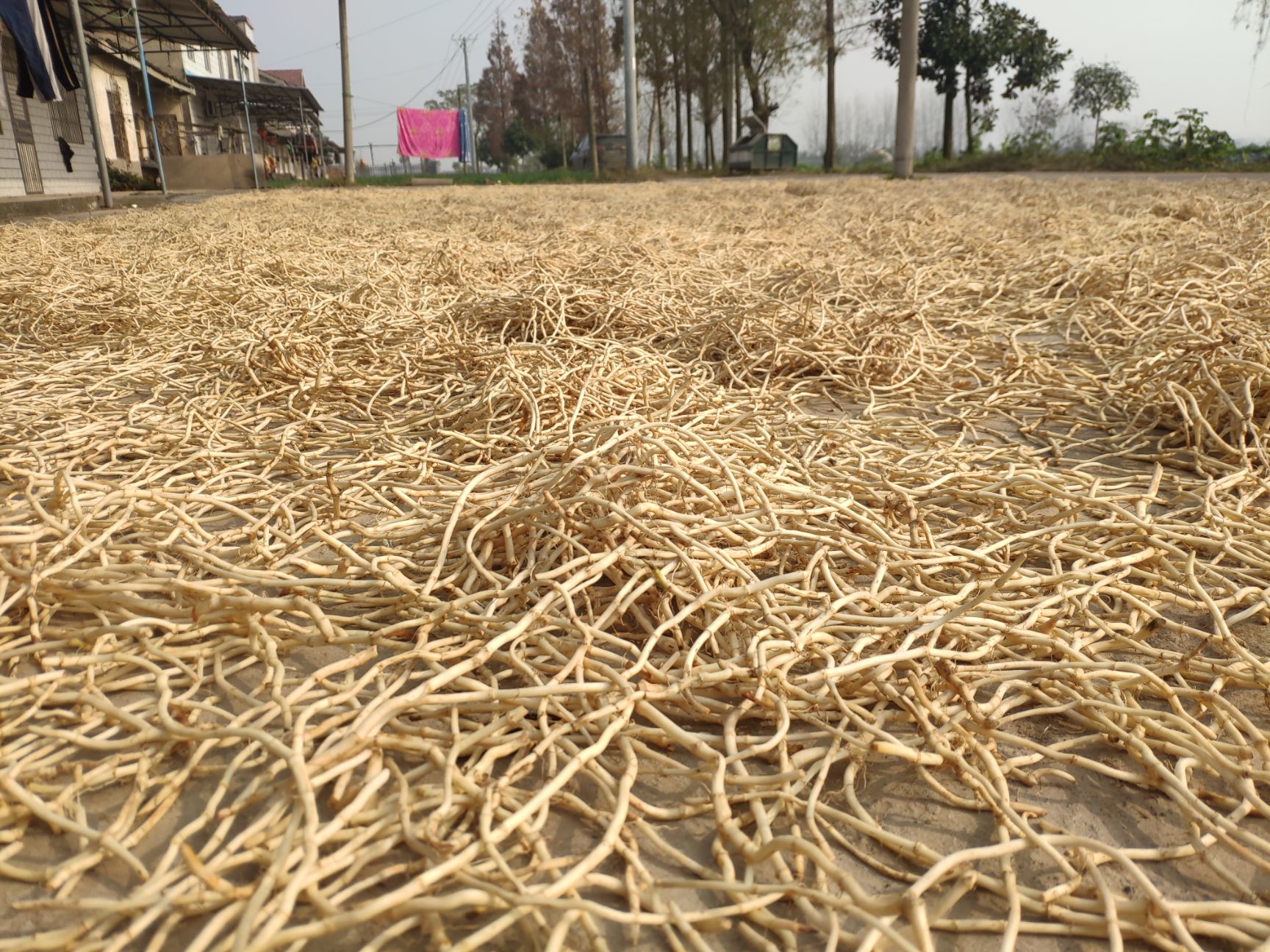 鱼腥草根  鱼腥草折耳根干根产地直销量大从优自家种植