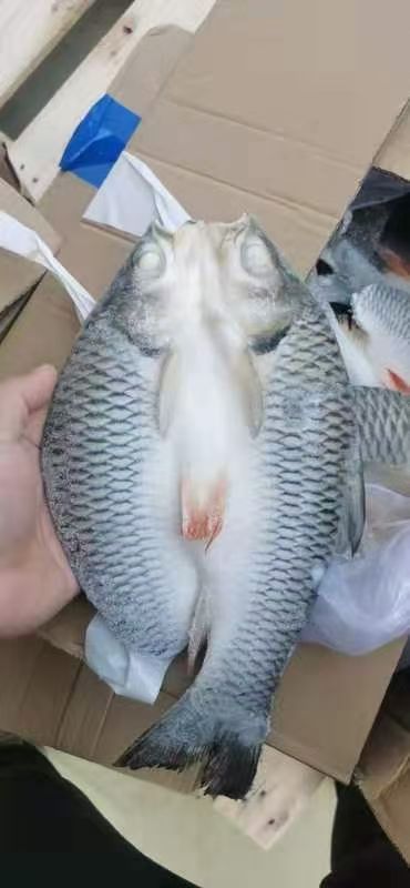 苏丹鱼   美味佳肴