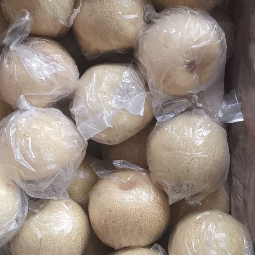 丰县丰县白酥梨和砀山酥梨一个品种