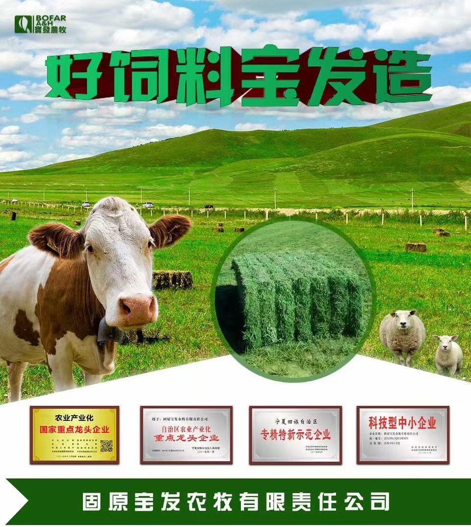 干草  宝发农牧草料，自己公司种植加工研发一体，天然无农药