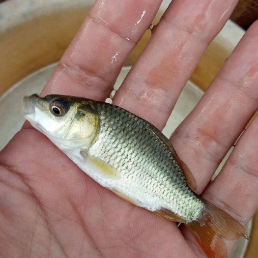 三都县红尾鱼  鲤鱼，大量出售，量大从优
