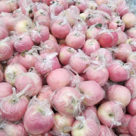 礼泉县红富士苹果  陕西红富士苹果保证质量