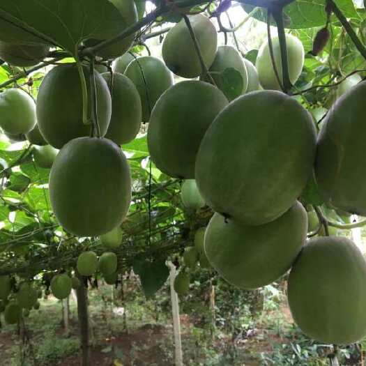 永福县红毛籽罗汉果苗
