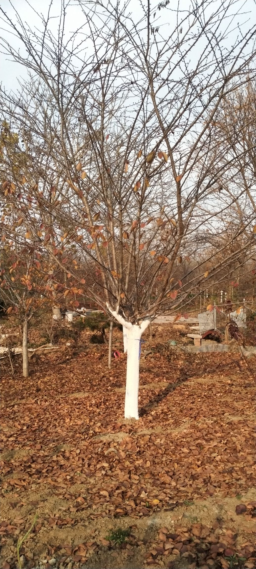 高干樱花  高杆樱花染井吉十到十八公分量大