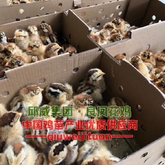贵阳良凤花鸡苗 良风花鸡 包苗包邮包路损