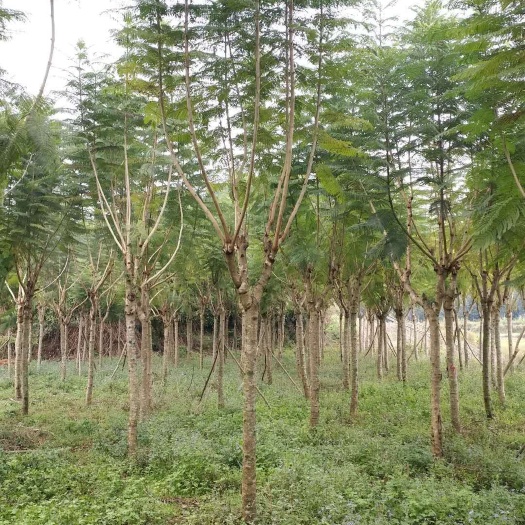 普通蓝花楹 蓝花楹各种规格出售