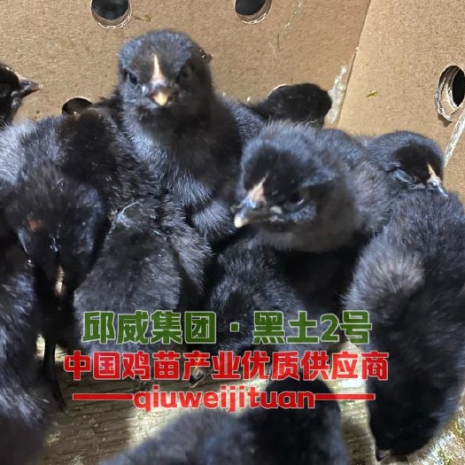 贵阳黑土2号鸡苗  黑土二号 包苗包邮包路损