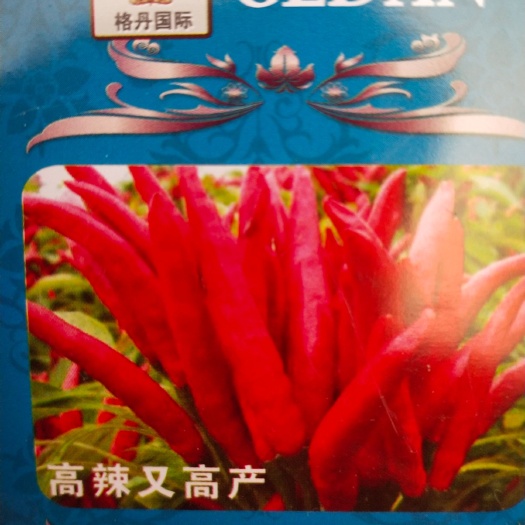 扶沟县朝天椒种子  辣椒种子 格丹Q12  早熟型，高辣型，提前红