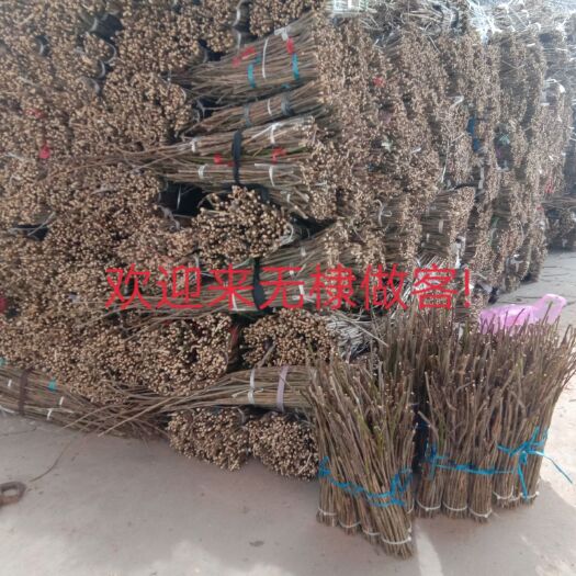 无棣县 前期金蝉卵枝50万，保本销售，一手货源
