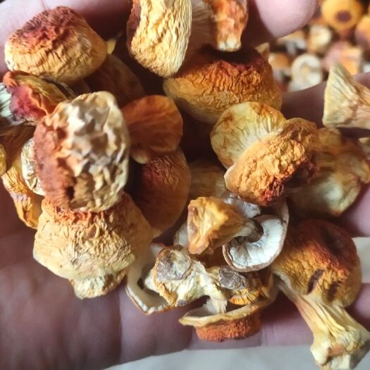 姬松茸，产地直供