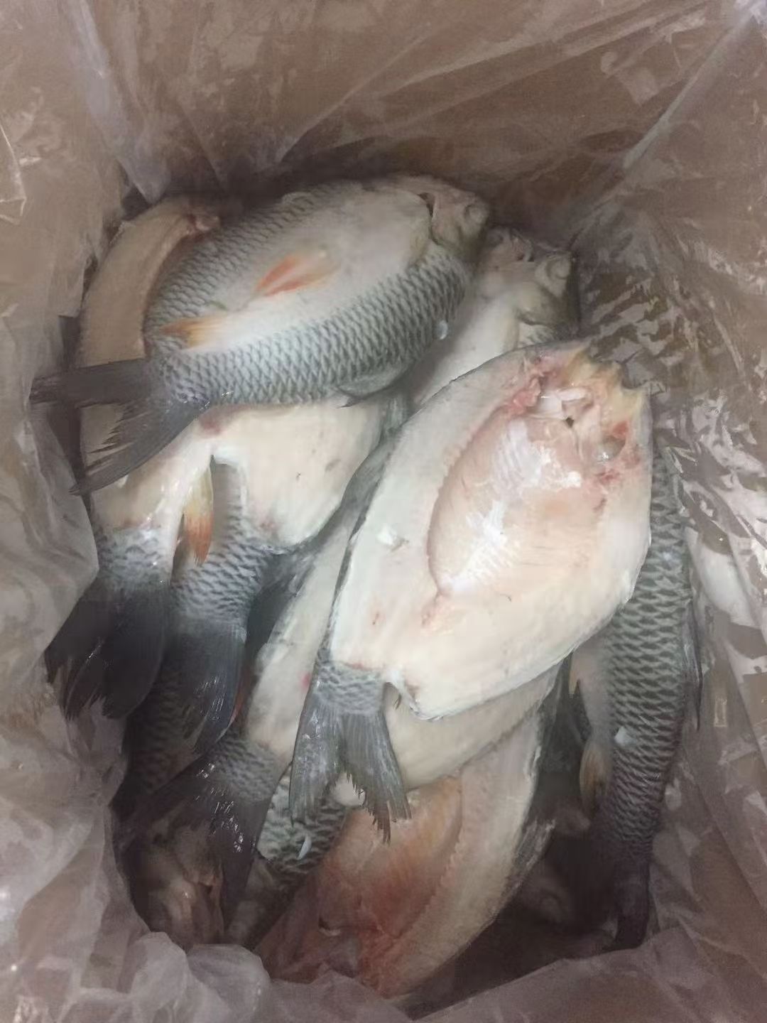 苏丹鱼   美味佳肴