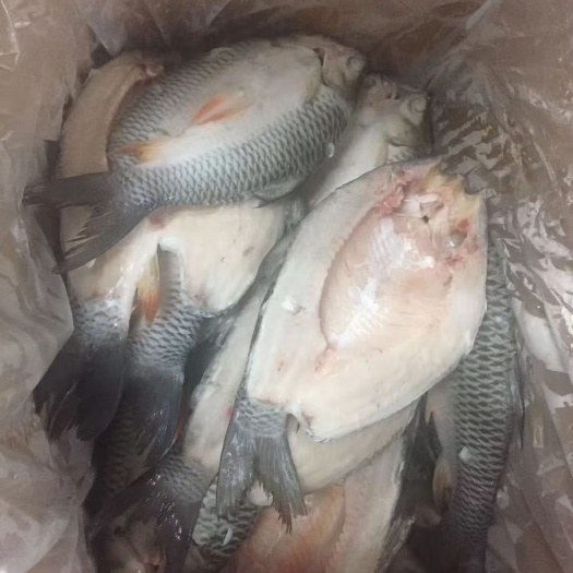 苏丹鱼   美味佳肴