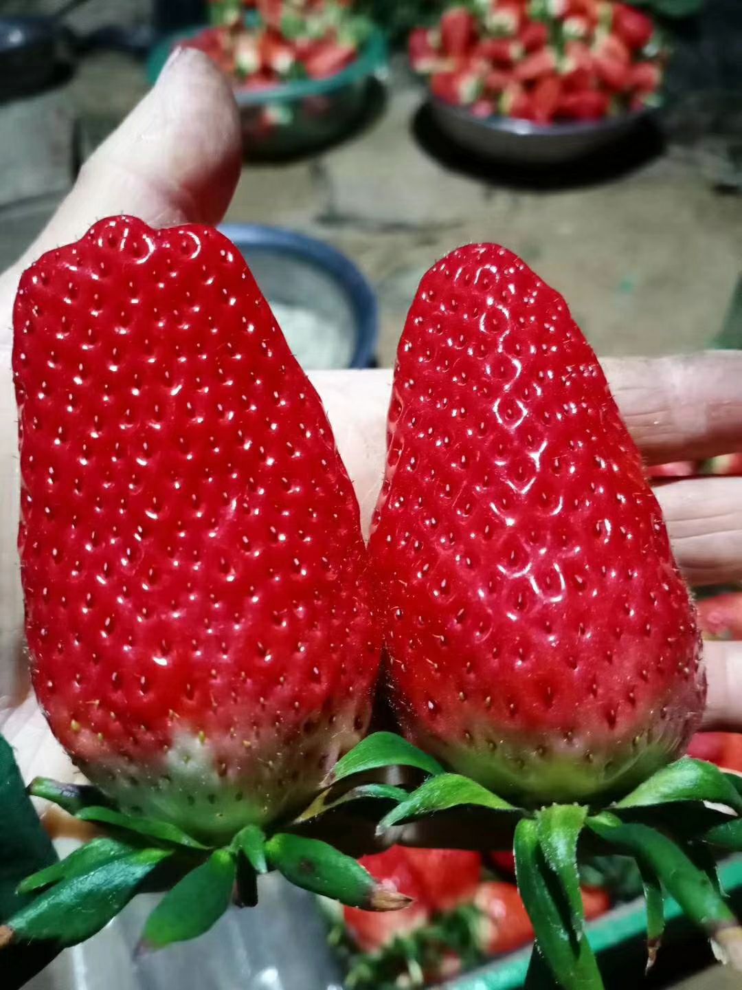 平度市甜宝草莓 一级果