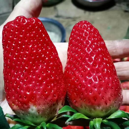 甜宝草莓 一级果